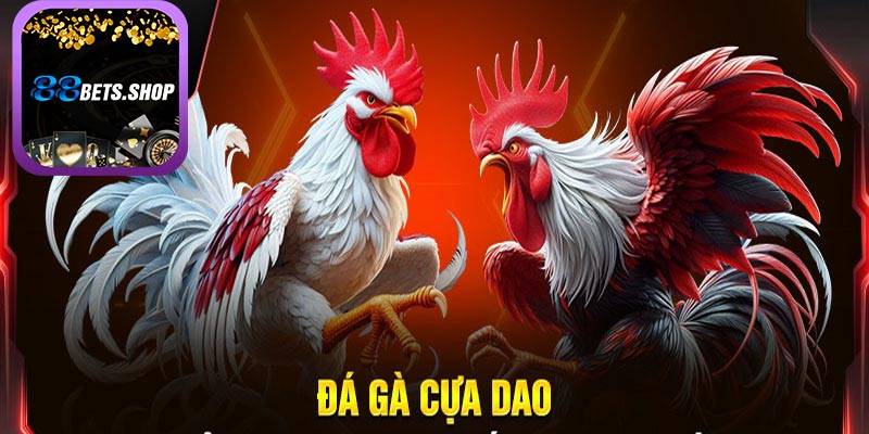 Đá gà cựa dao - thể loại kịch tính nhất tại đá gà 88bet