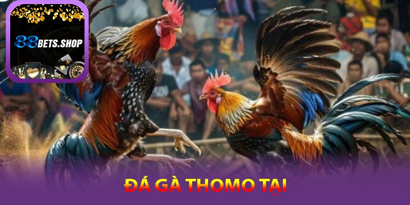 Đá Gà Thomo - nơi tập trung những trận đấu hấp dẫn nhất